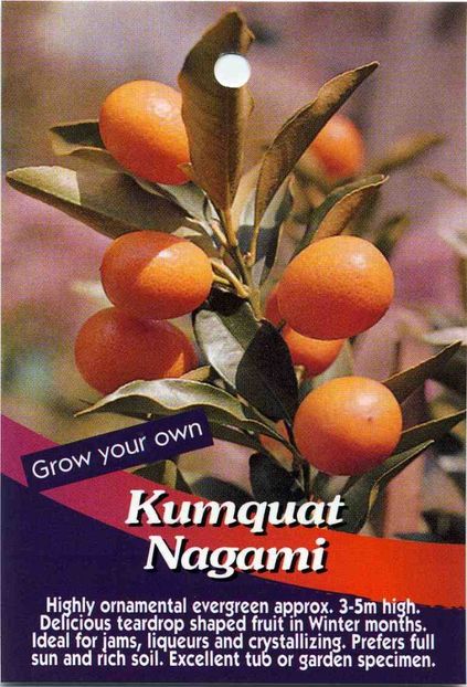 Kumquat-Nagami - Kumquat