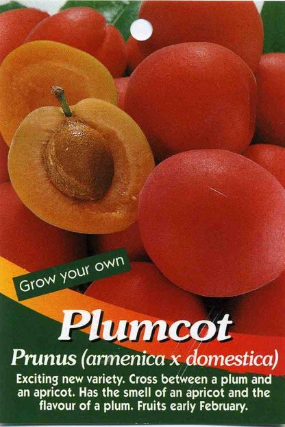 Plumcot-Prunus - Plumcot