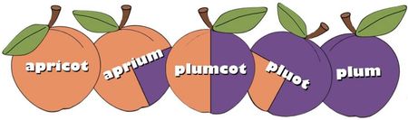 plumcots stonefruit hybrid - Plumcot