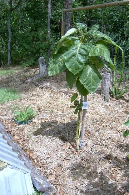 tamarillo s - Tamarillo galben