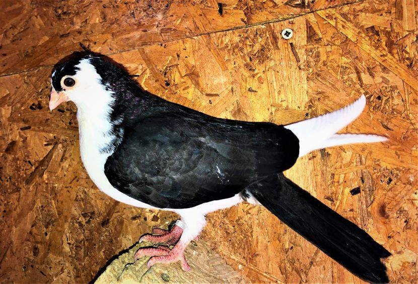 12206  femelă  2021_1 - tineret 2021