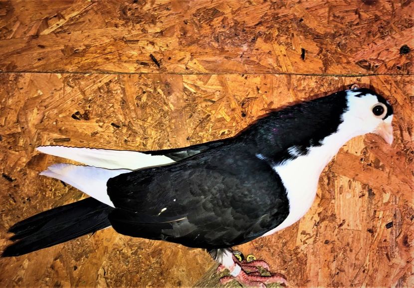 12206  femelă  2021_2 - tineret 2021