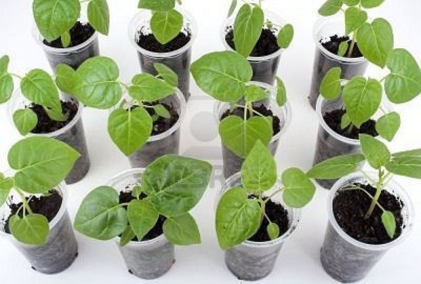 tamarillo - Tamarillo roșu