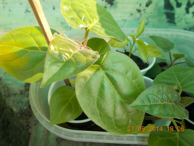 pui de Tamarillo-2 - DE VANZARE - Tamarillo roșu