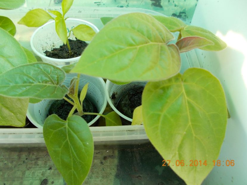 pui de Tamarillo-3 - DE VANZARE - Tamarillo roșu