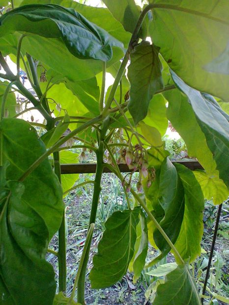 Tamarillo-2, 22-Mai-2014 - Tamarillo roșu