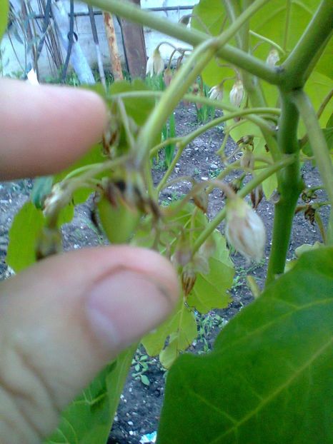 Tamarillo-6, 2-Iunie-2014 - Tamarillo roșu