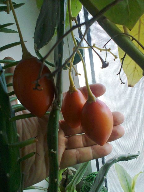 Fotografie1041 - Tamarillo roșu