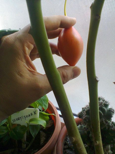 Fotografie1042 - Tamarillo roșu