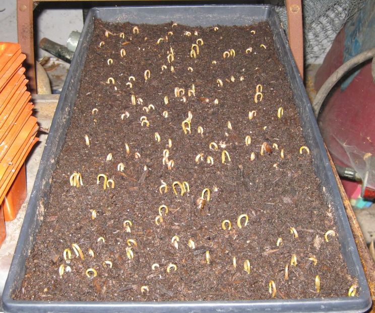 200cherimoyas - Cherimoya