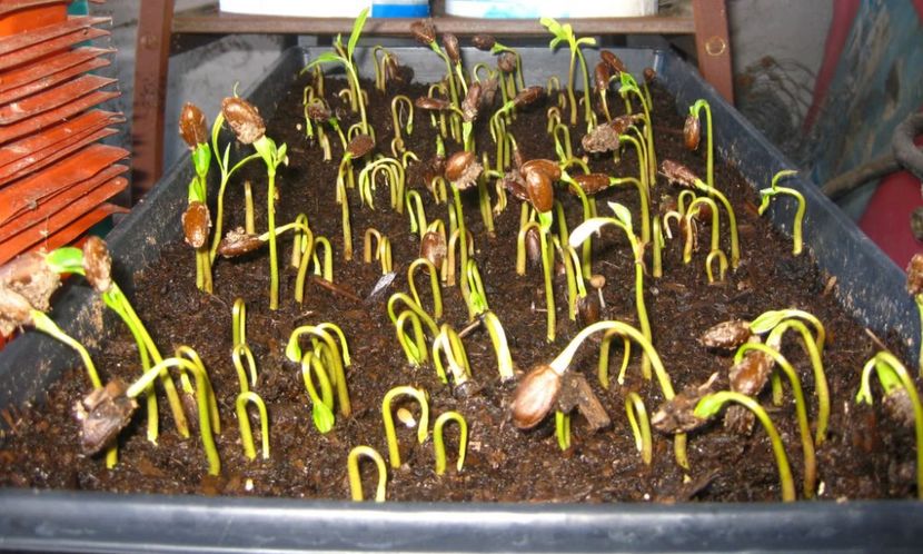 200cherimoyas9-3 - Cherimoya