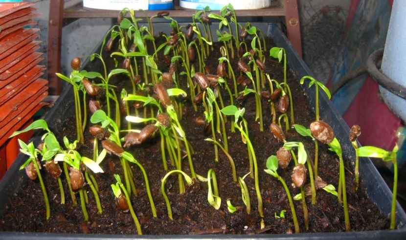 09-06-08 - Cherimoya