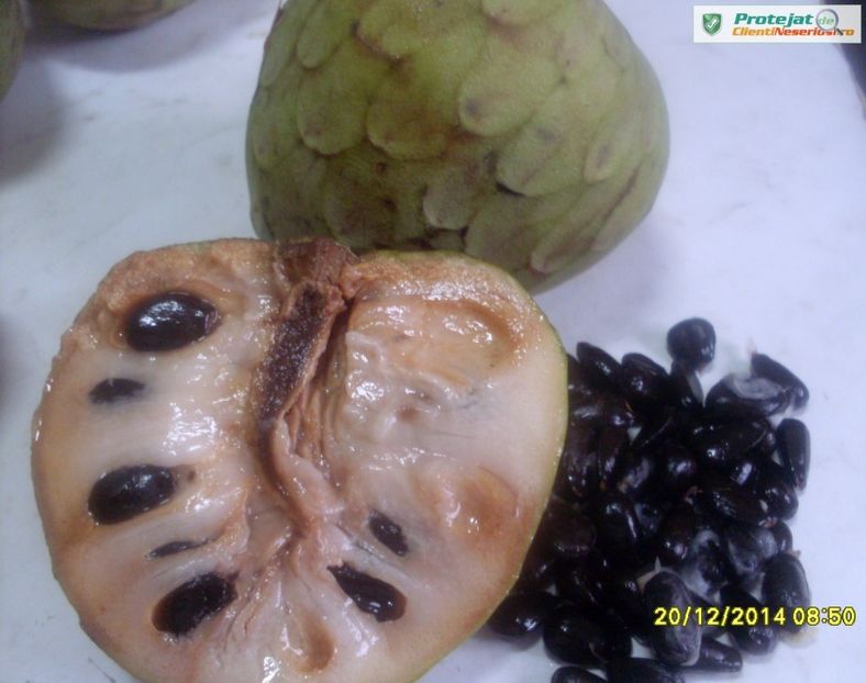  - Cherimoya