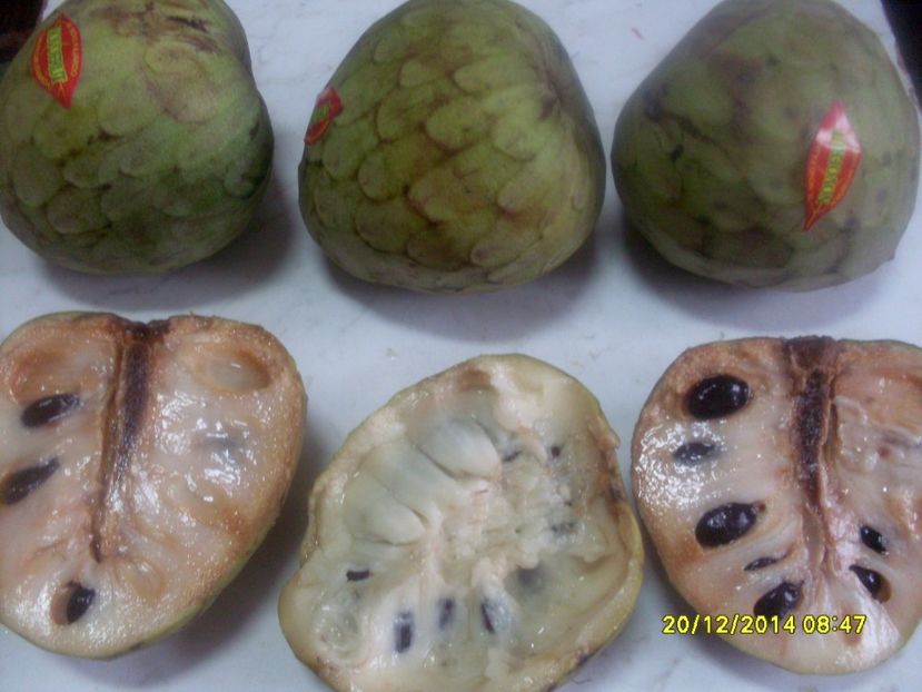 - Cherimoya