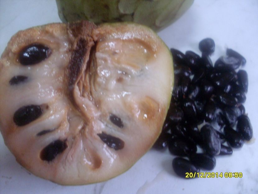  - Cherimoya
