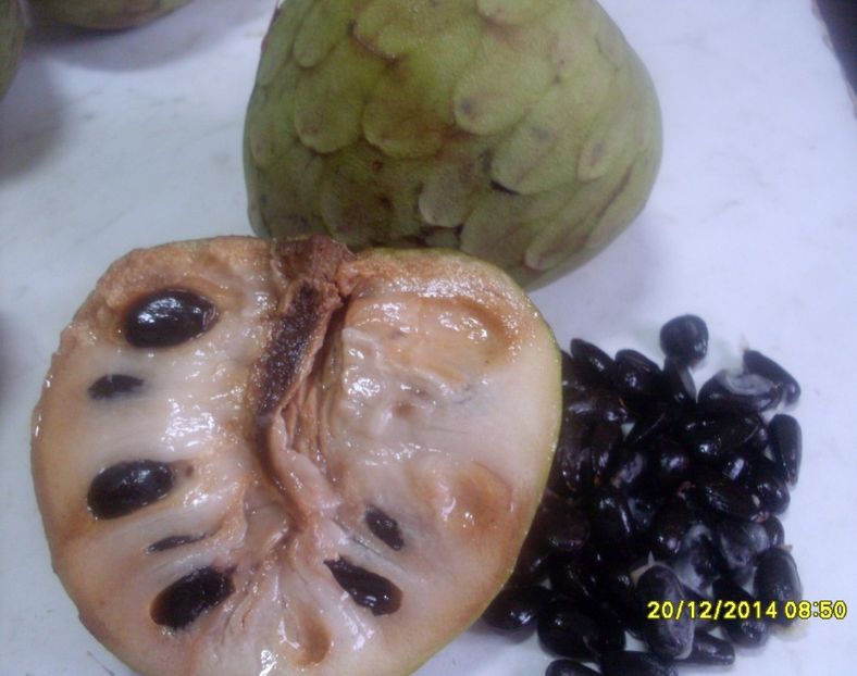  - Cherimoya