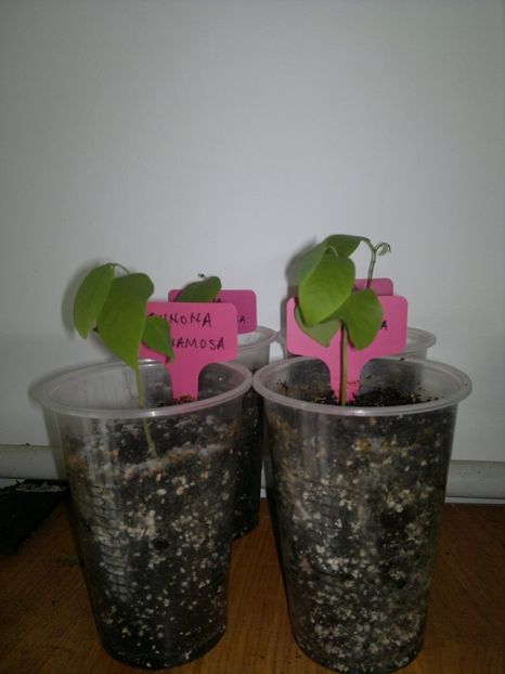 2015-02-01-193 - Sugar apple