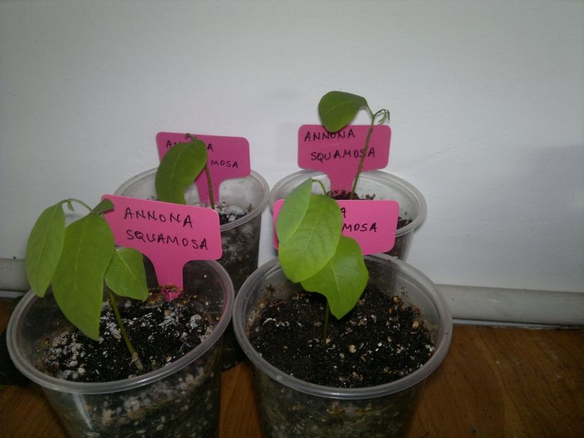 2015-02-01-194 - Sugar apple