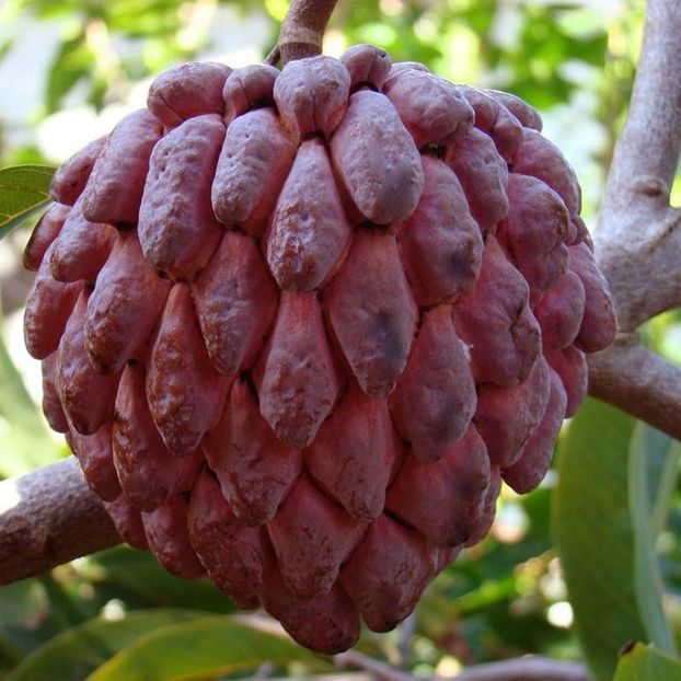 annona squamosa - Sugar apple