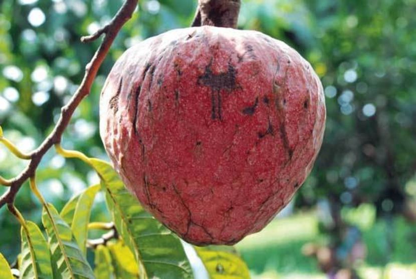 annona squamosa - Sugar apple