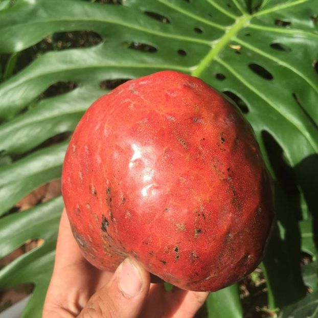 annona squamosa - Sugar apple