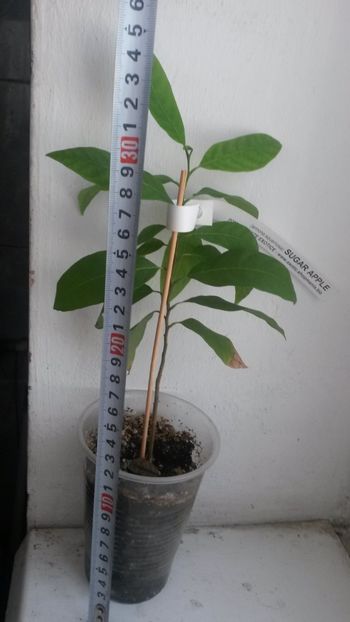 sugar apple 01 - Sugar apple