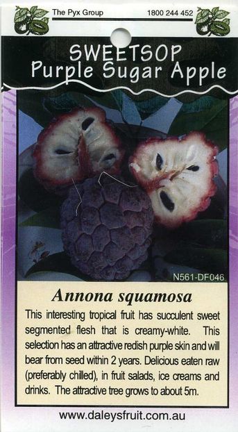Purple Sugar Apple Annona-Squamosa - Sugar apple