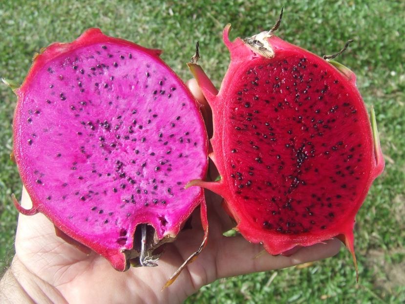 dragon-fruit23-10612 - Dragon fruit