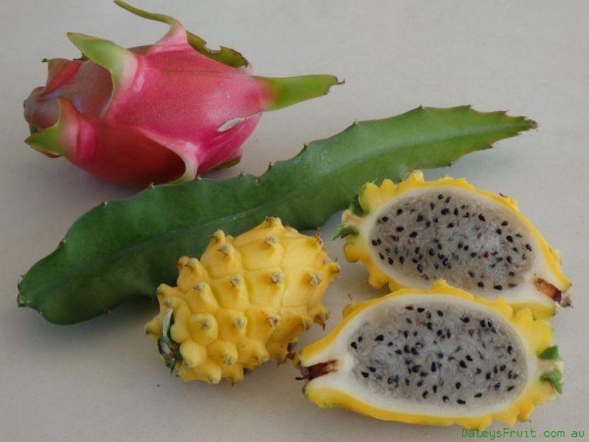 Dragon-Fruit-Pitaya-1040 - Dragon fruit