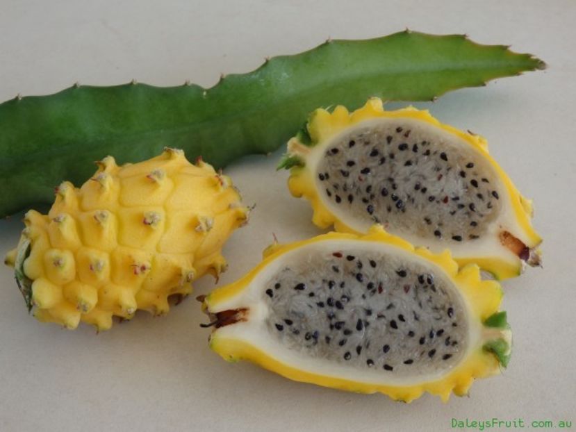 Pitaya-Yellow-Dragon-Fruit-1039 - Dragon fruit