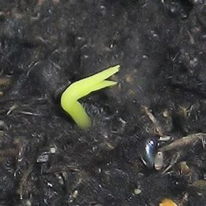 Pitaya galben din seminte-1 - Dragon fruit