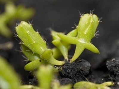 Pitaya galben din seminte-2 - Dragon fruit