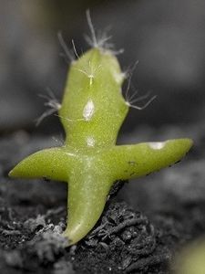 Pitaya galben din seminte-3 - Dragon fruit