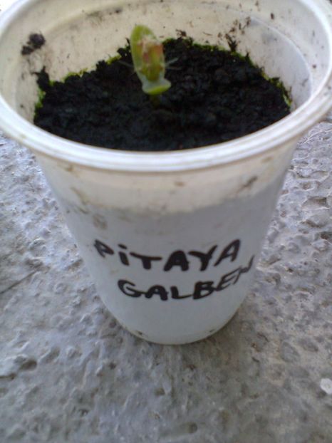 Pitaya galben din seminte-4 - Dragon fruit