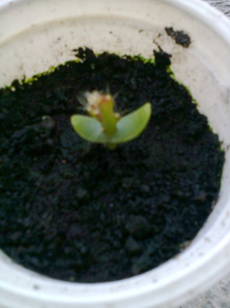 Pitaya galben din seminte-5 - Dragon fruit