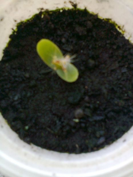 Pitaya galben din seminte-6 - Dragon fruit