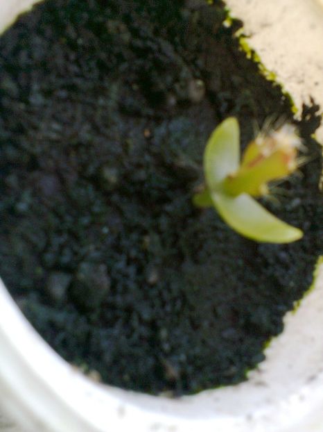 Pitaya galben din seminte-7 - Dragon fruit