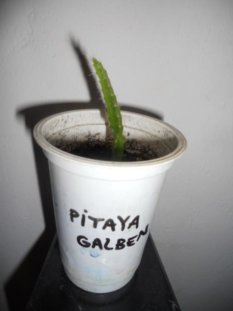 Pitaya galben din seminte-9 - Dragon fruit