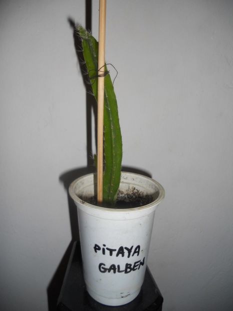 Pitaya galben din seminte-10 - Dragon fruit