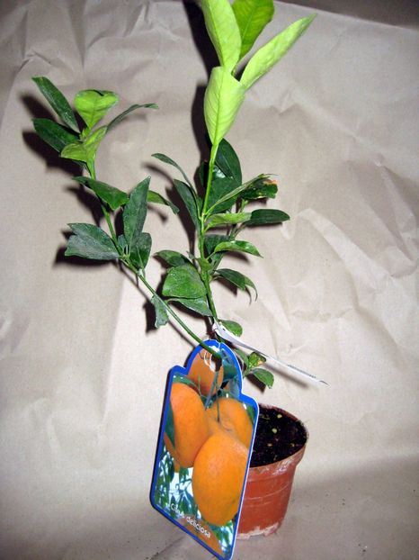 Clementin 4 - Clementin