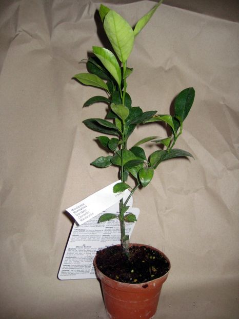 Clementin 3 - Clementin