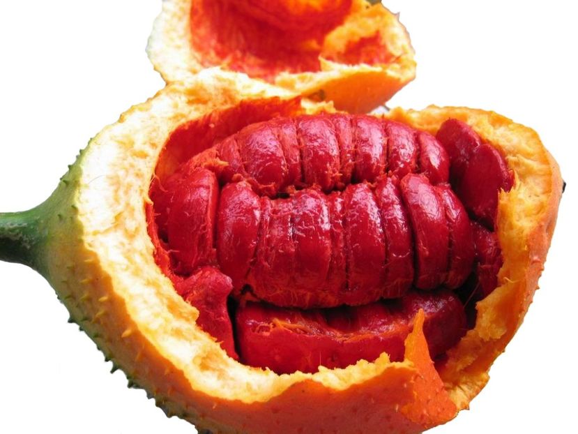 Gac Fruit Interior - G A C