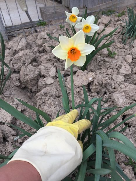 A94C0B5F-6616-44BA-AA67-6F0884FA19B9 - Primăvara 2021