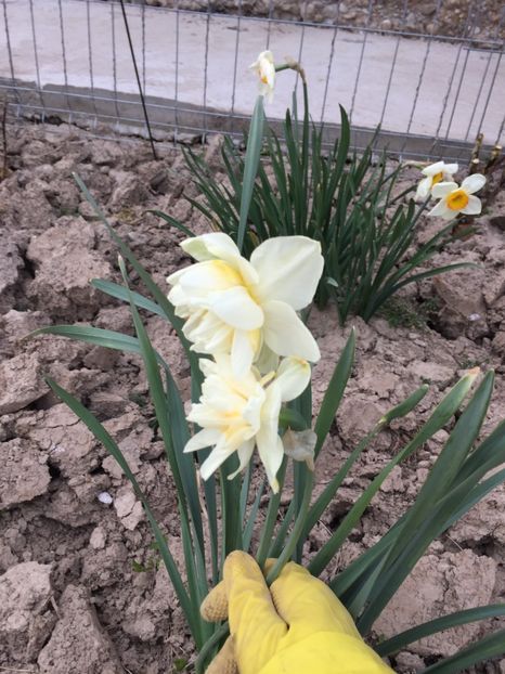 C93DD916-DB19-4FE4-94D5-1908E1720C5E - Primăvara 2021