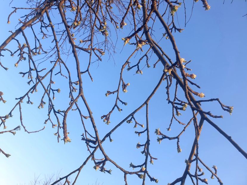 Pomi in muguri de floare ❣ - - P - Fotografii