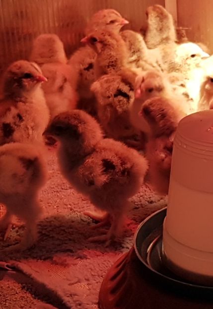  - a__Pui si tineret brahma 2021