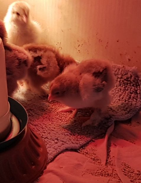  - a__Pui si tineret brahma 2021