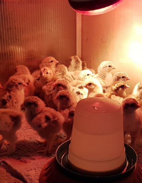  - a__Pui si tineret brahma 2021