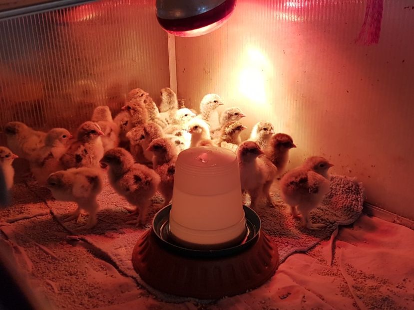 Seria 3... eclozati pe 10 aprilie. - a__Pui si tineret brahma 2021