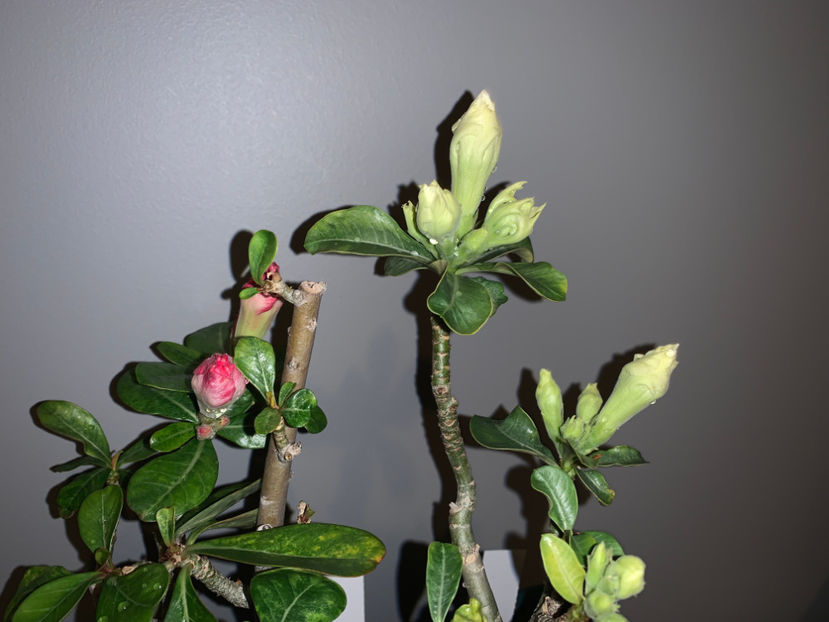  - Plante de interior 2021